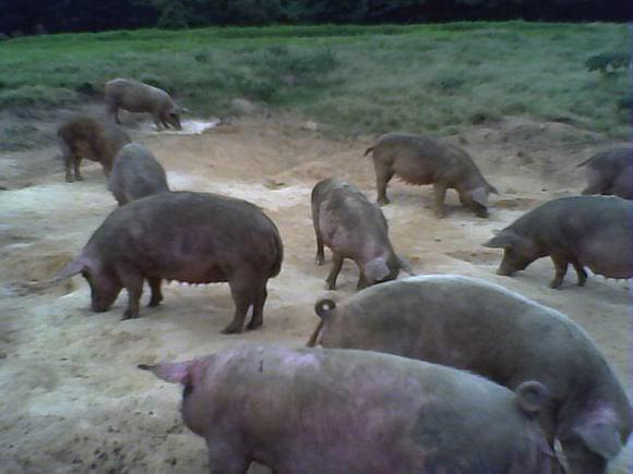 ALIMENTAÇÃO DE FEMEAS GESTANTES A CAMPO