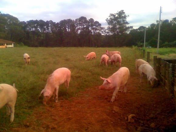 MARRÃS A CAMPO