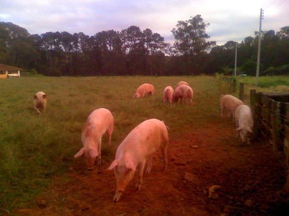 MARRÃS A CAMPO