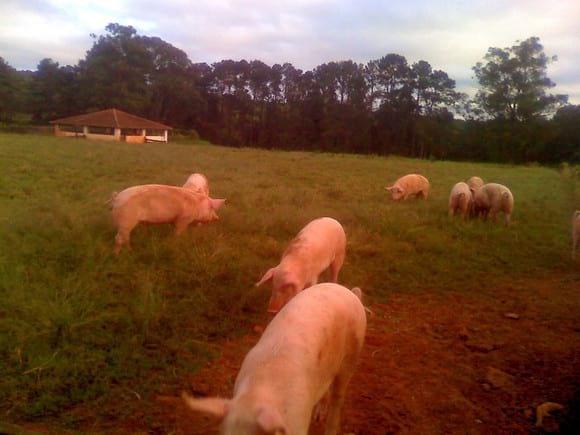 MARRÃS A CAMPO