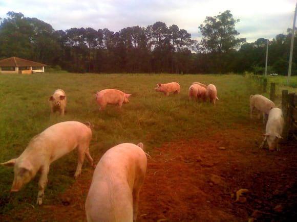 MARRÃS A CAMPO