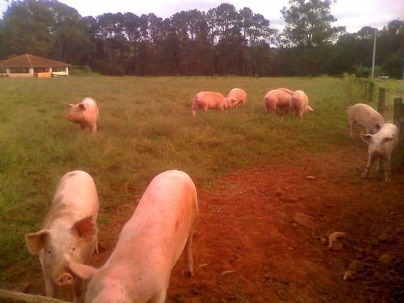 MARRÃS A CAMPO