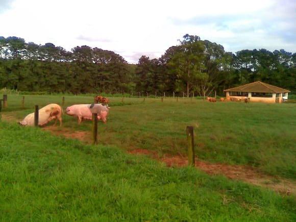 FEMEAS DESMAMADAS A CAMPO