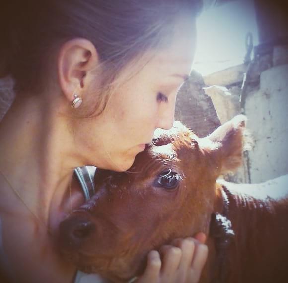 Novilha Red Poll