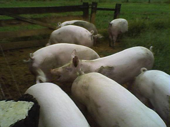 MARRÃS A CAMPO