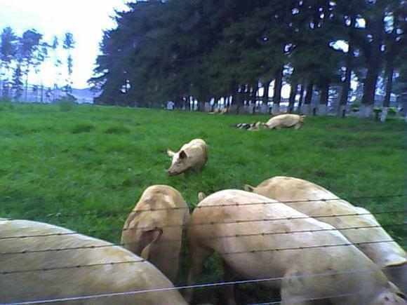 MARRÃS A CAMPO