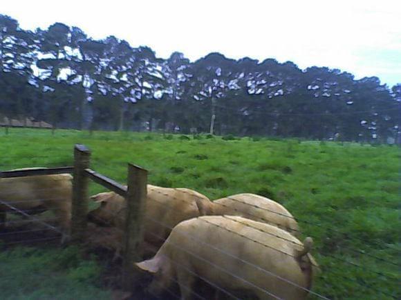 MARRÃS A CAMPO