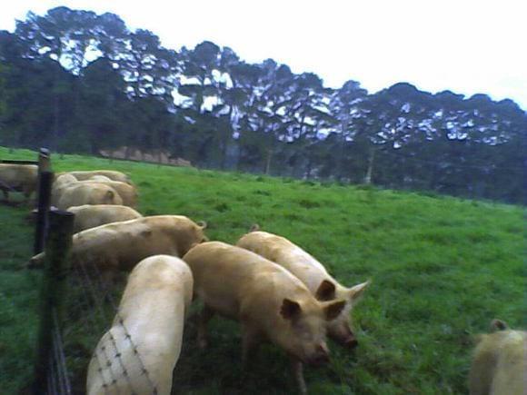 MARRÃS A CAMPO