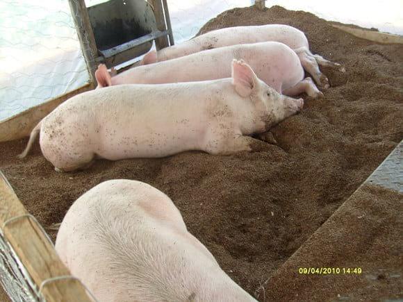 AGROVIA 2010