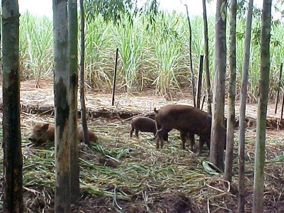 SUINOS EM AREA SOMBREADA POR REFLORESTAMENTO