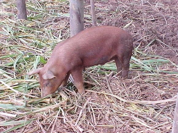 CANA DE AÇUCAR COMO COMPLEMENTO A ALIMENTAÇÃO