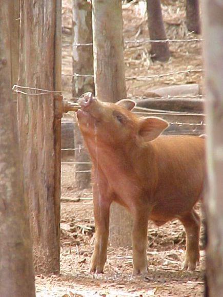 CONSUMO DE AGUA