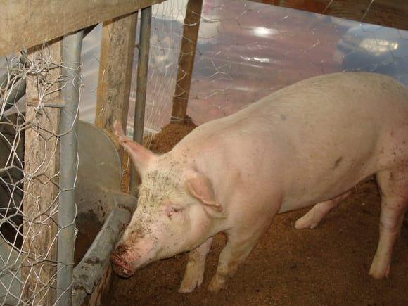 AGROVIA 2010