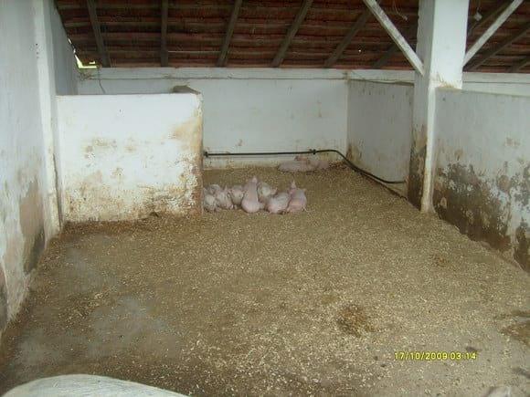 LACTAÇÃO EM BAIA