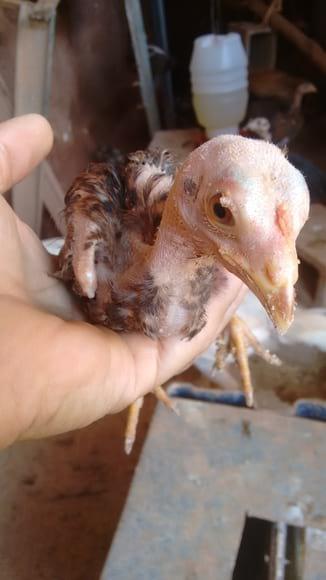 franguinho careca