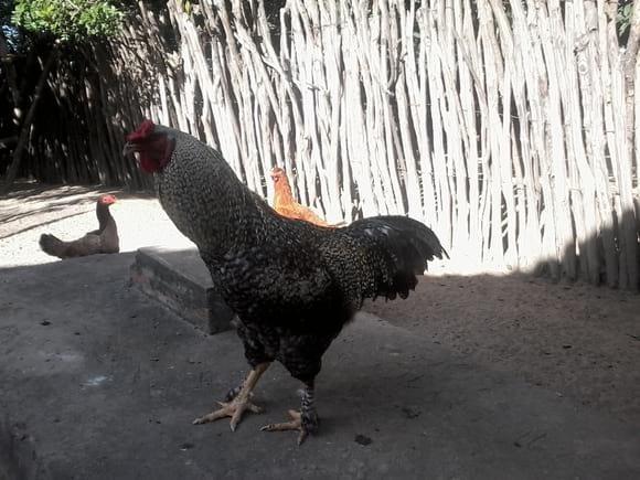 GALO PEDRES