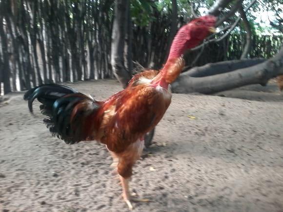 GALO RAÇA PESCOÇO PELADO