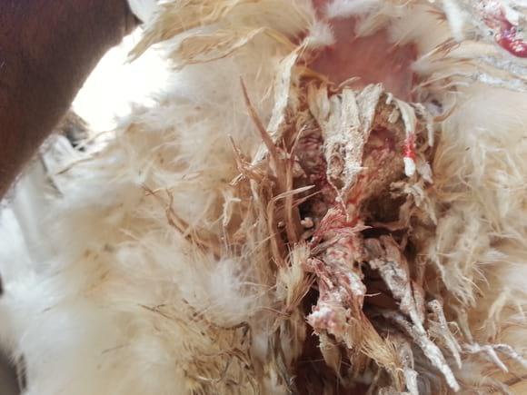 Infecção intertinal em aves