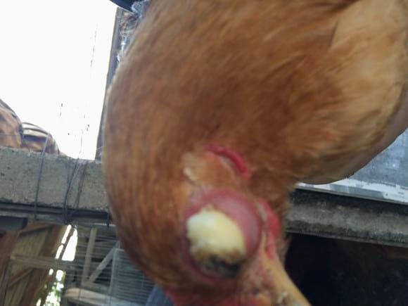olhos inflamados