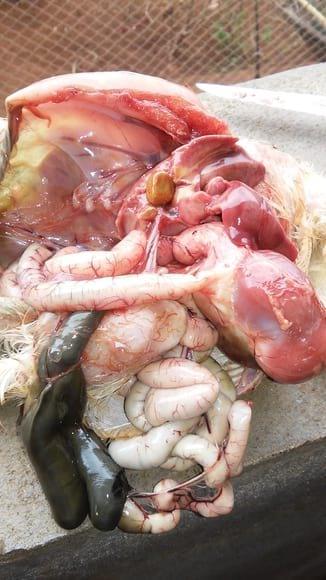 Necropsia pintinho com 40 dias