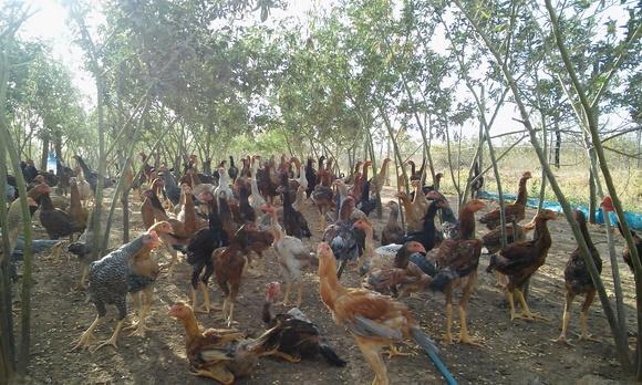 Frango caipira