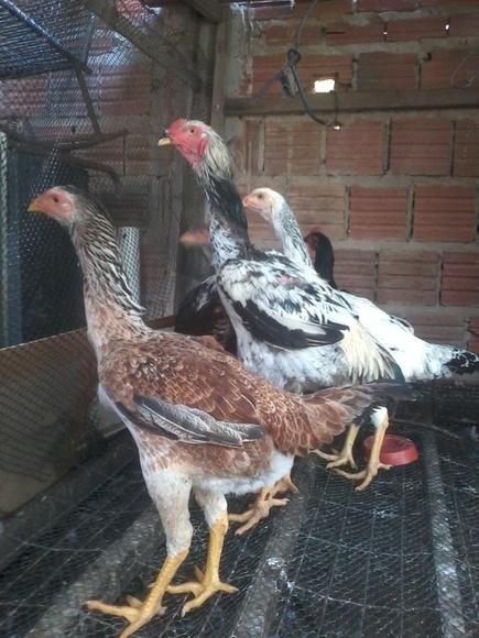 minhas aves indio g.