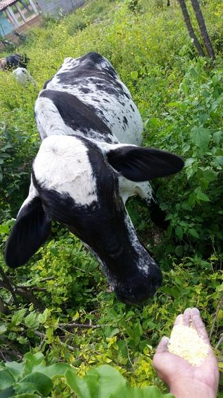 Alimentação de vacas mestiças manualmente