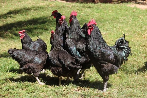 Gigantes Negros de Jerssey