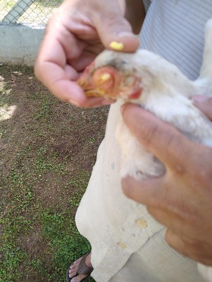 Massa amarela no olho da franga