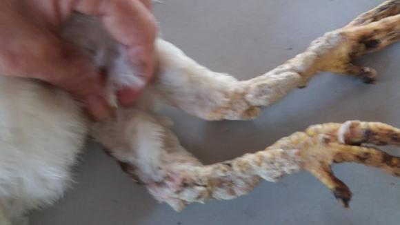 Pernas com crostas esbranquiçadas, o que fazer?