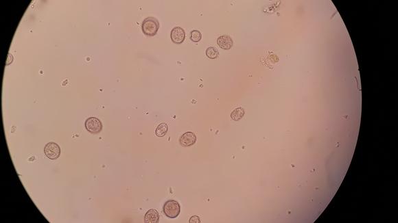 oocistos de eimeria - coccidiose