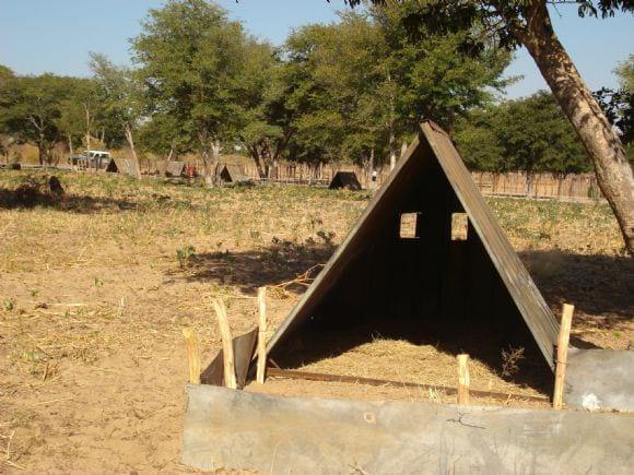 Suinos em Angola