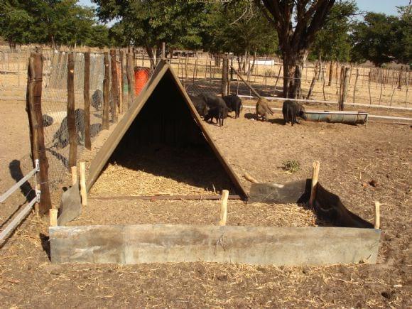 Suinos em Angola