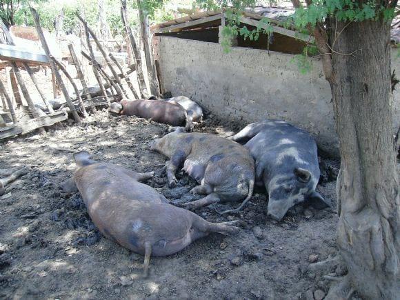 A Criação de Suínos Locais do Município de Santa Cruz-RN