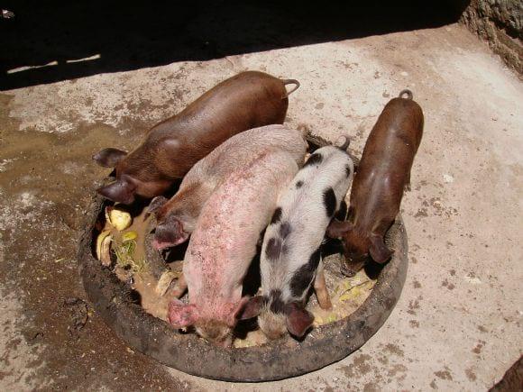 A Criação de Suínos Locais do Município de Santa Cruz-RN
