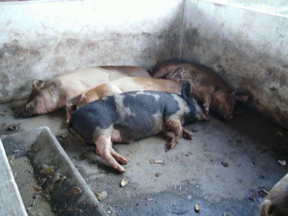 A Criação de Suínos Locais do Município de Santa Cruz-RN