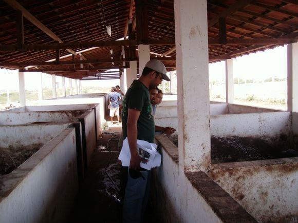A Criação de Suínos Locais do Município de Santa Cruz-RN