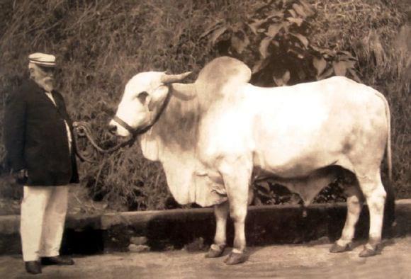 Gir Leiteiro