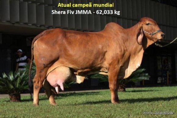Campeãs Mundiais