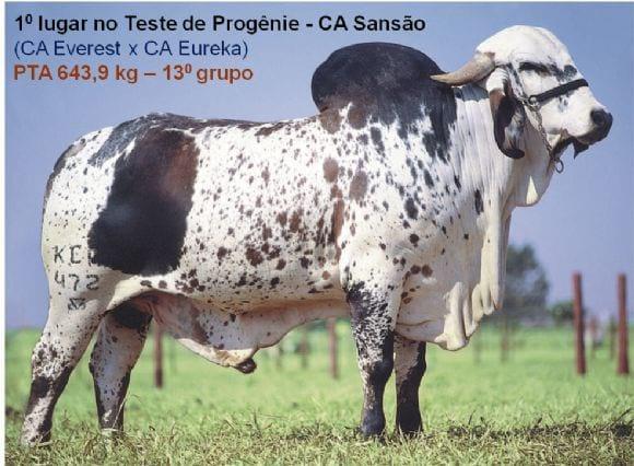 Teste de Progênie - CA Sansão