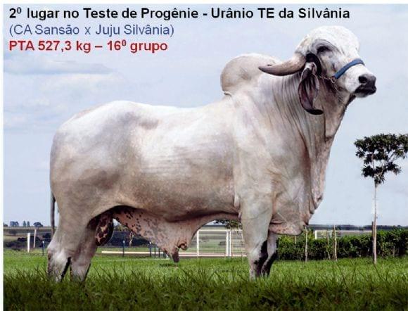 Teste de Progênie - Urâneo TE da Silvânia