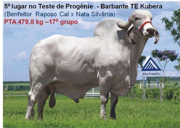 Teste de Progênie - Barbante TE Kubera