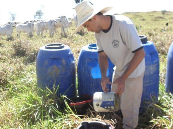 Suplementação de bovinos Nelore a pasto