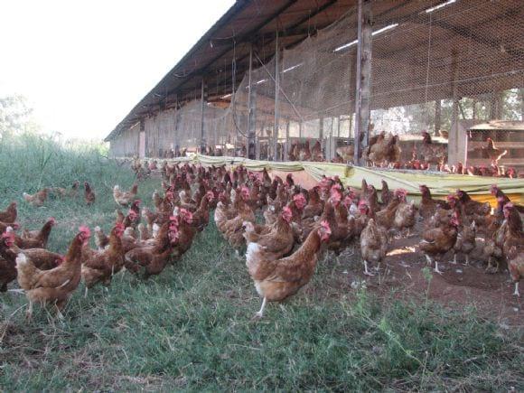Aves para ovos caipira no pastoreio
