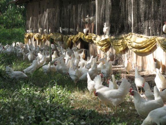 Aves produtoras de ovos brancos organicos no pastorei.