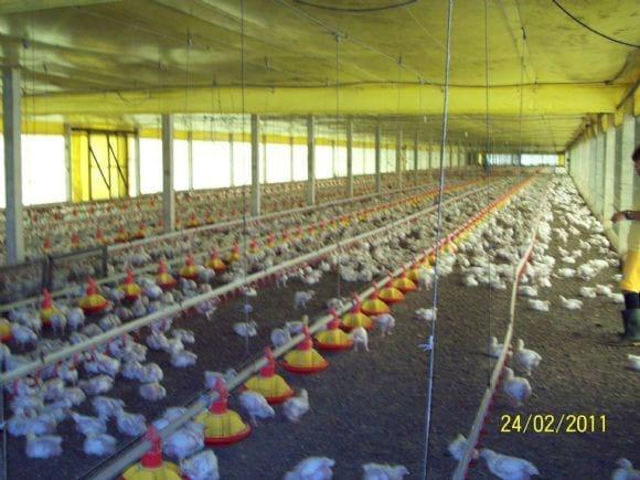 Vista da distribuição das aves.