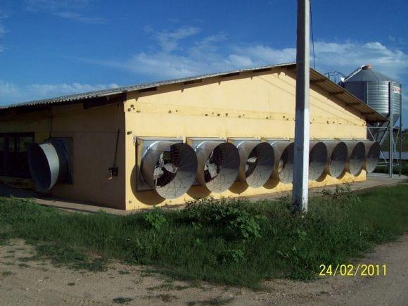 AVICULTURA