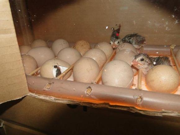 Aves de Angola