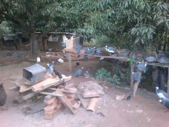 Galinhas D'angola
