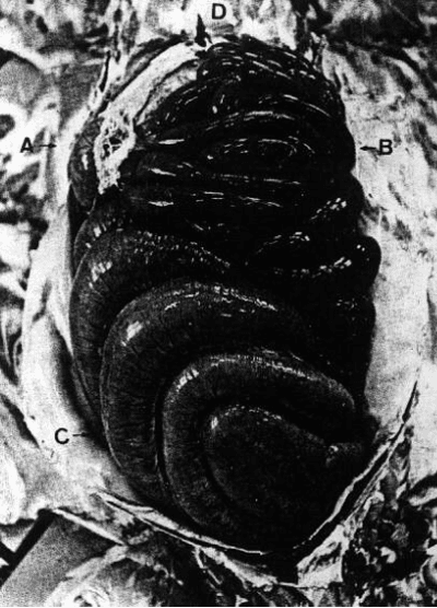 Causas de mortes súbitas em suínos: II. Torsão do mesentério - Image 2